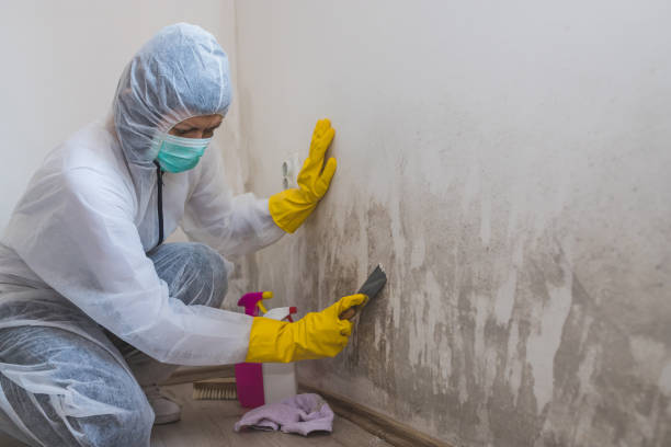 Best DIY Mold Remediation Support Services in Morristown, IN