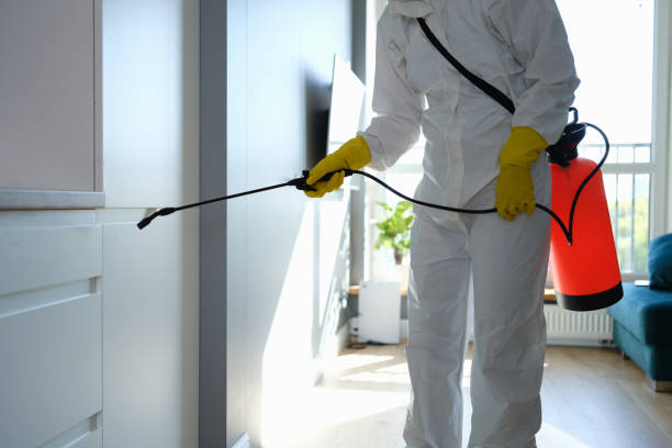 Best Kitchen Mold Remediation in Morristown, IN