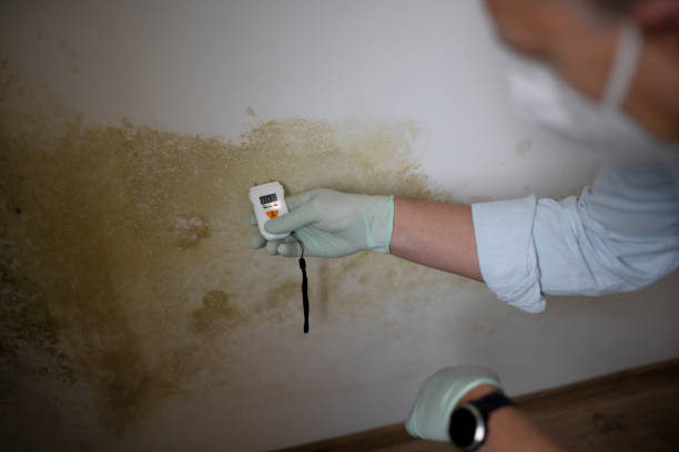 Best Basement Mold Remediation in Morristown, IN