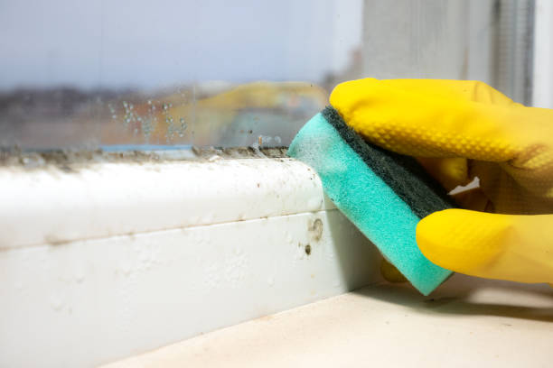 Best Black Mold Remediation in Morristown, IN