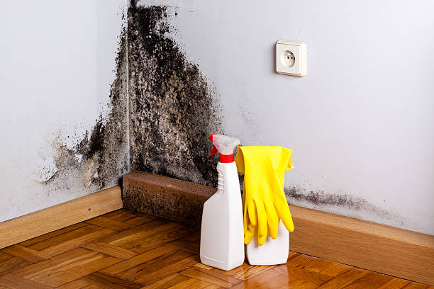Best Crawl Space Mold Remediation in Morristown, IN