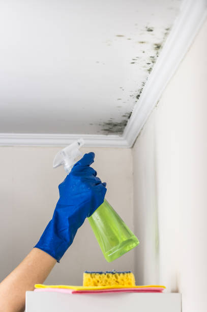 Best Post-Flood Mold Remediation in Morristown, IN