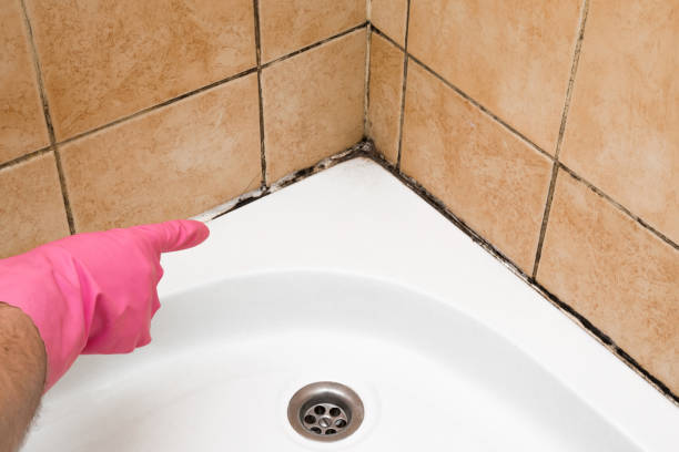 Best Bathroom Mold Remediation in Morristown, IN