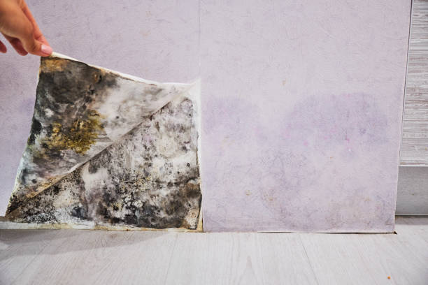 Best Emergency Mold Remediation in Morristown, IN